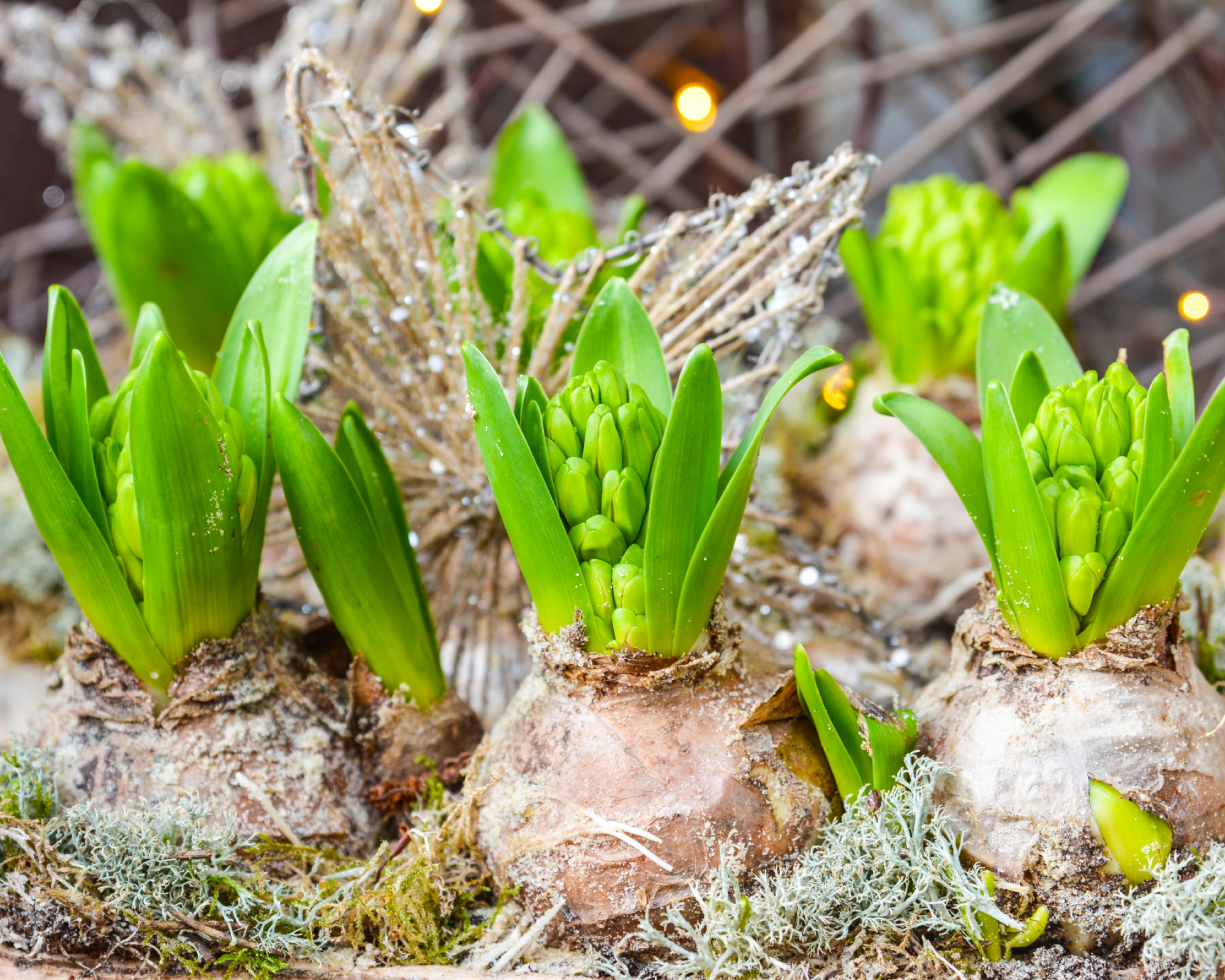 A lot of forced hyacinth bulbs in a pot for Christmas