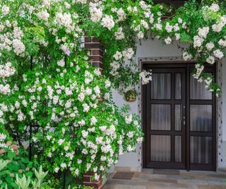 White rambling rose growing over a doorway