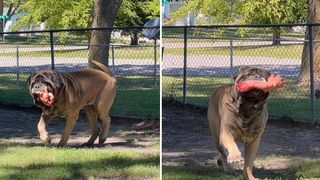 Mastiff eats postman