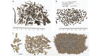 Unlike preserved vegetation from the La Brea deposits (A), many of the plant fragments in the Tanque Loma deposit — (B) and (C) — are uniform in length and have sharp edges, suggesting that they came from sloth coprolites or gut contents.