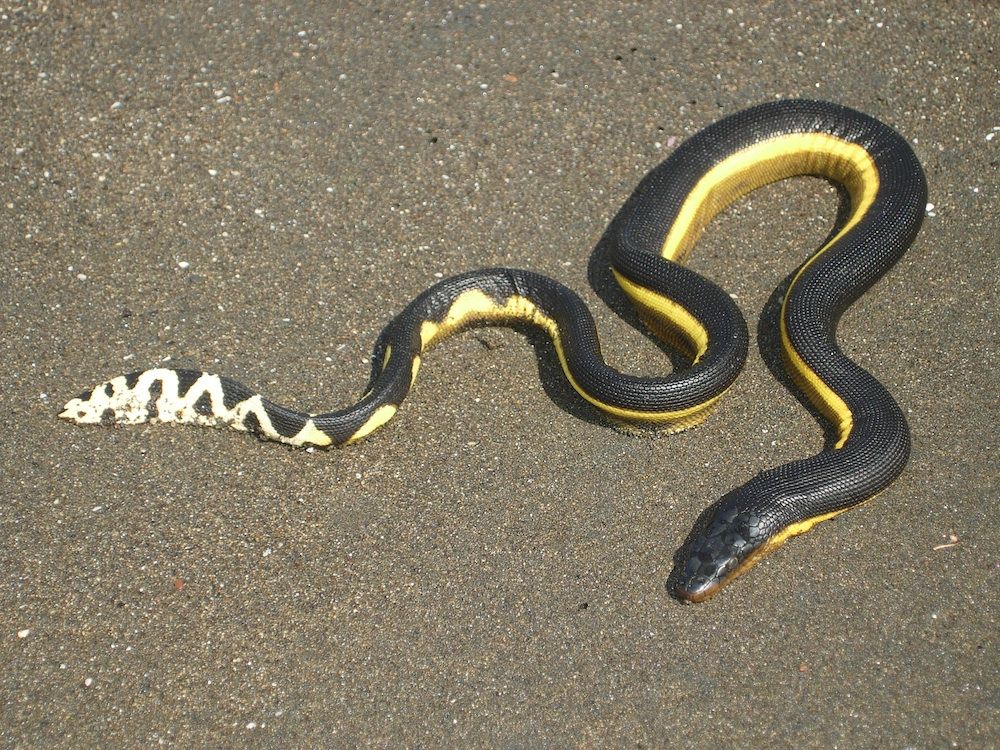 a yellow-bellied snake