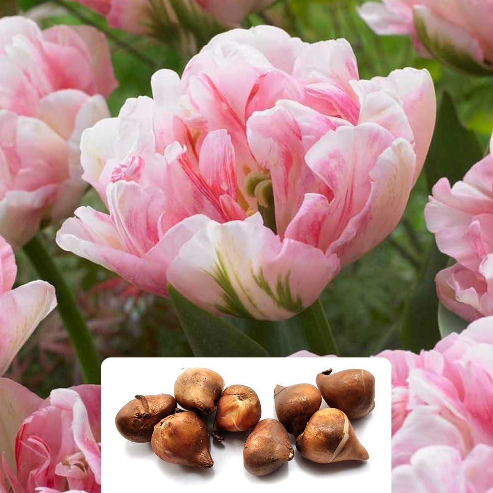 8 Tulip Double Late Finola Bulbs &amp;ndash; Spring Flowering With Peony-Shaped Blooms &amp;ndash; Resembling Roses, Brightening Your Garden &amp;ndash; Specially Cultivated for Uk Climate