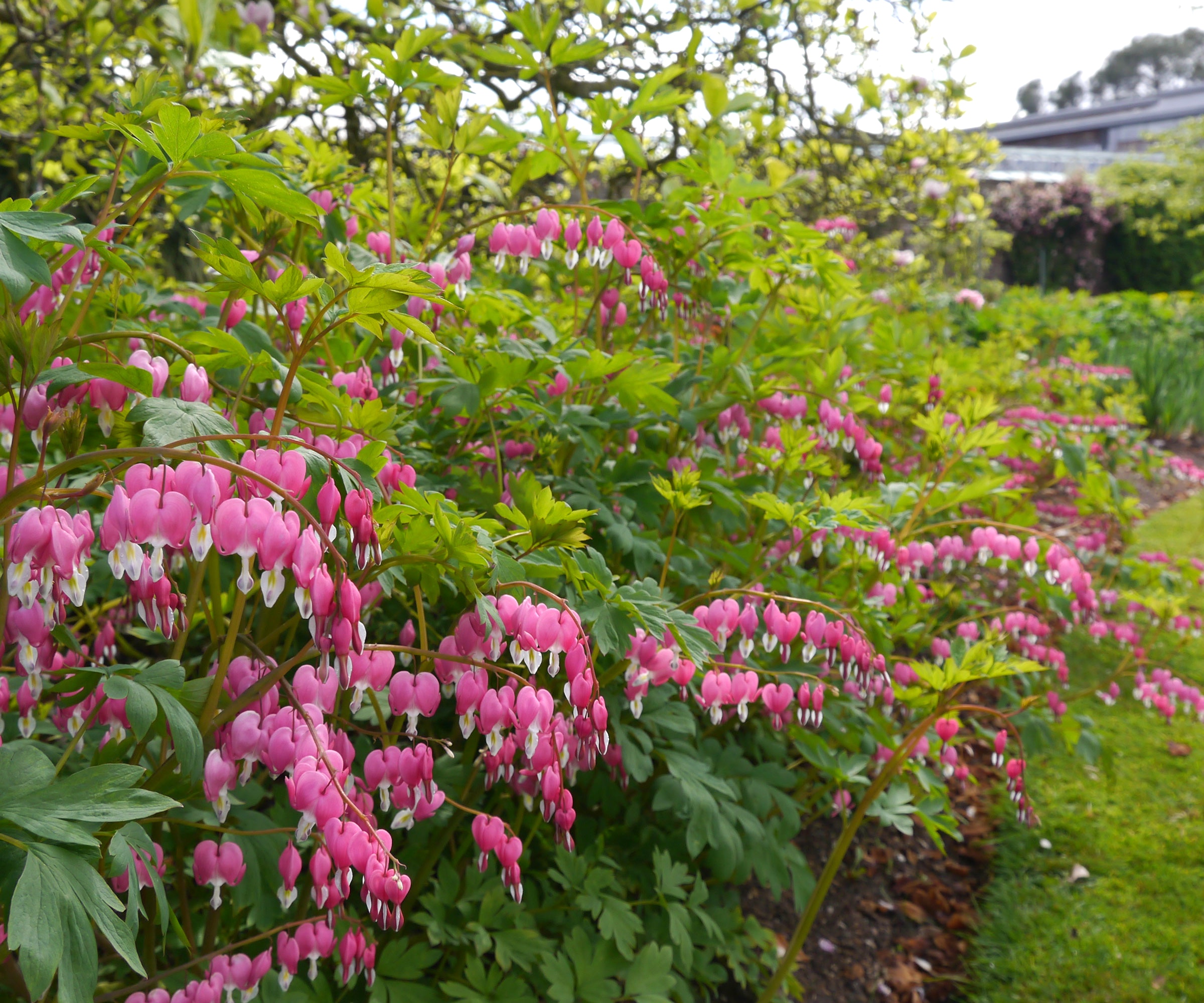 bleeding heart plant in garden