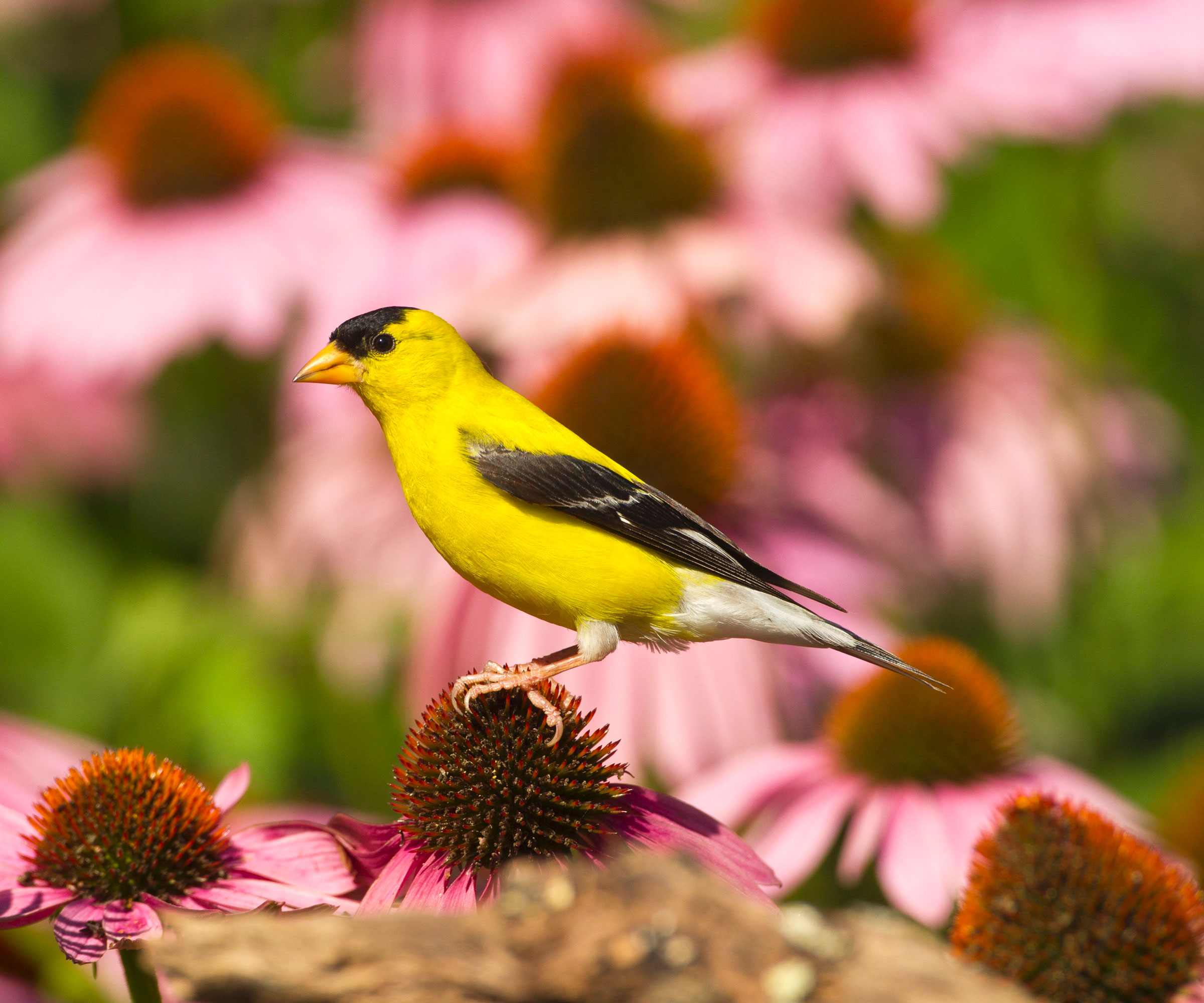 young goldfinch sitting on coneflower in garden