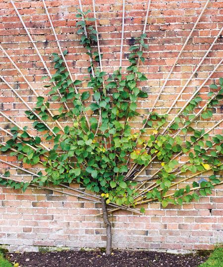 A cherry tree is trained against a bamboo frame on a brick wall