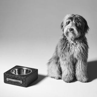 Fluffy dog next to portable leather bowl by Celine