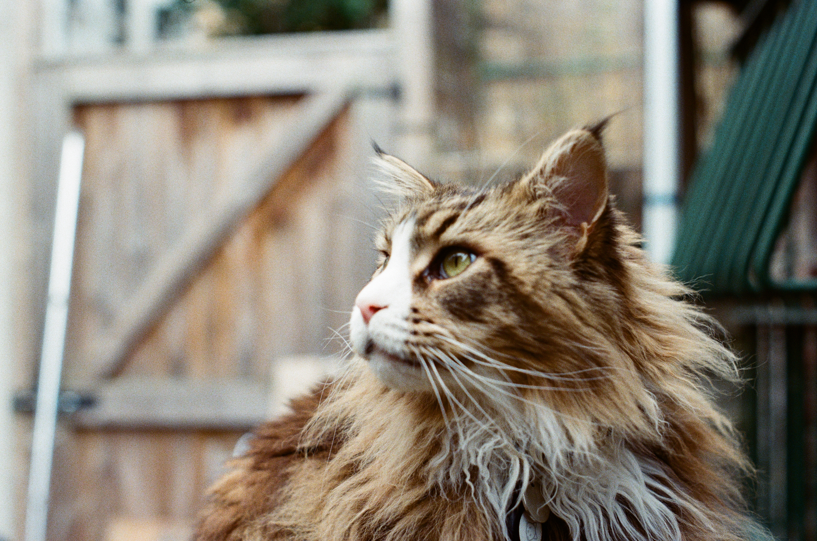 Sample image of Kodak Ultramax 400 35mm film
