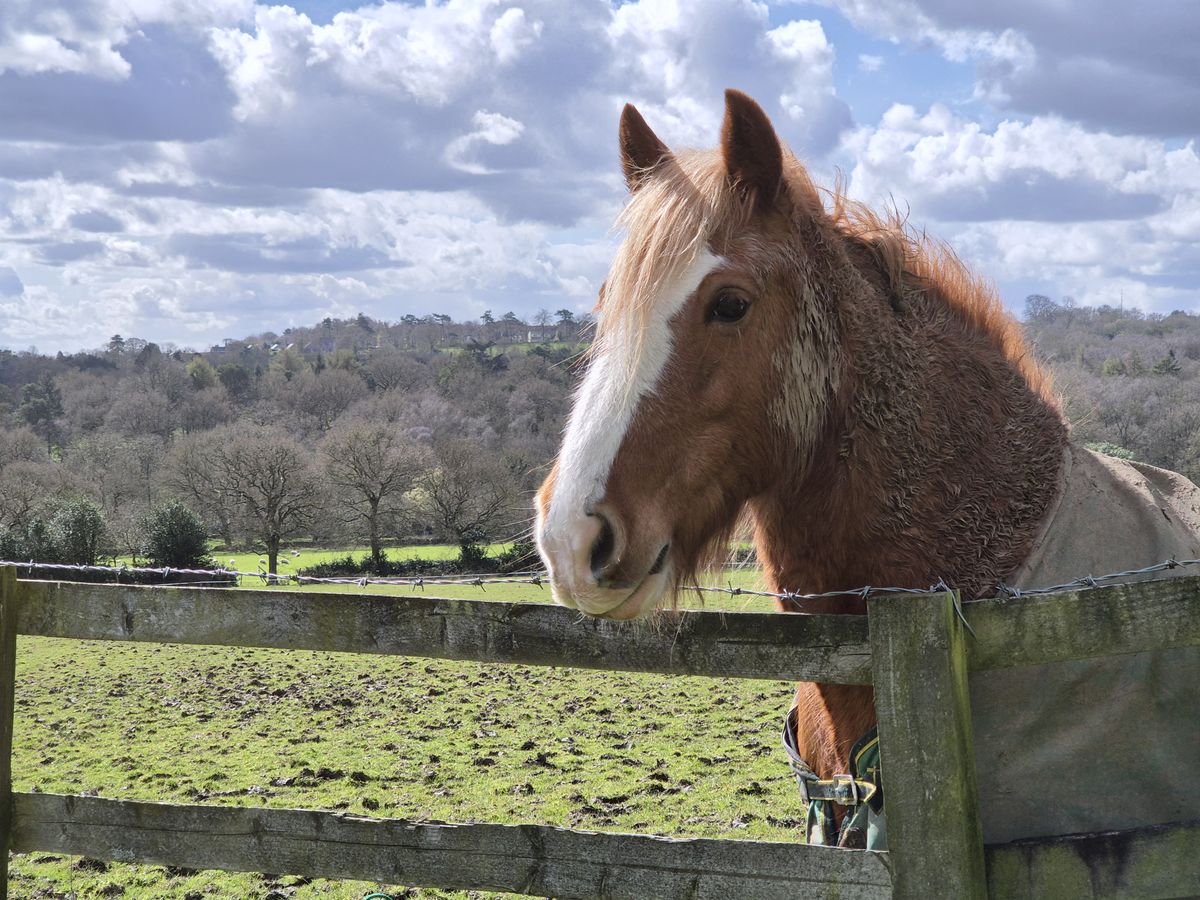 A horse behind a wooden fence