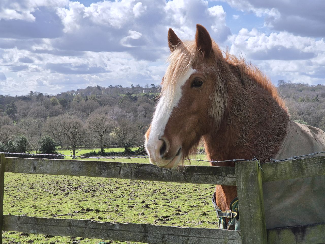 A horse behind a wooden fence