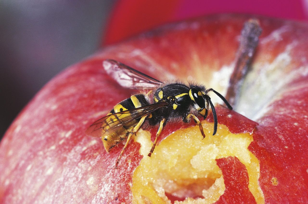 An autumnal apple: very likely the wasp&#039;s last meal.