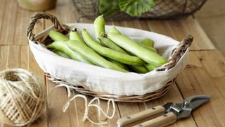 broad beans in a basket