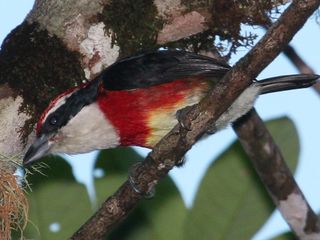 Bright bird discovered in Peru.