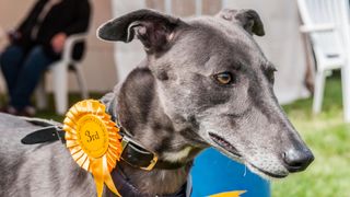 Greyhound with rosette