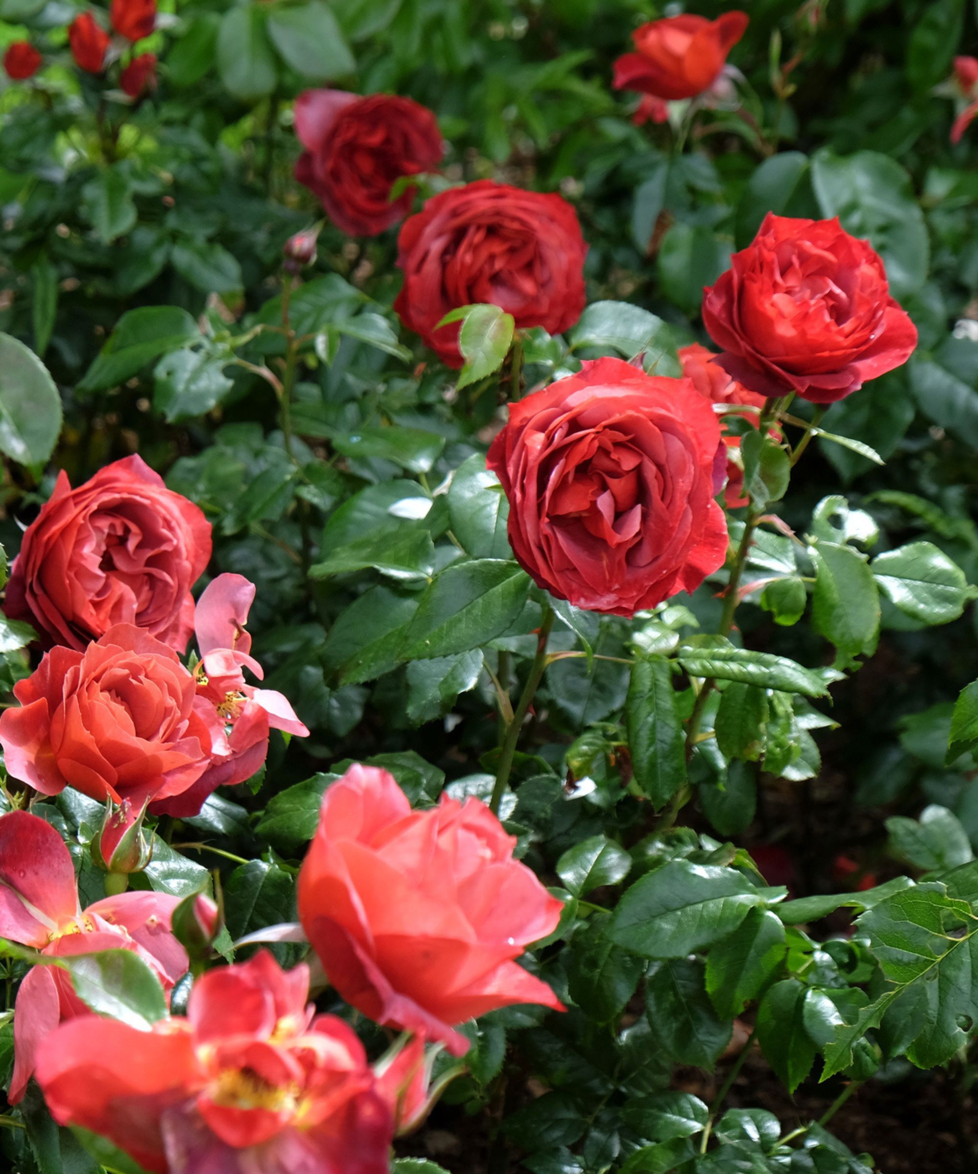 Red rose &#039;Hot Chocolate&#039;