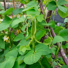 Runner bean plant