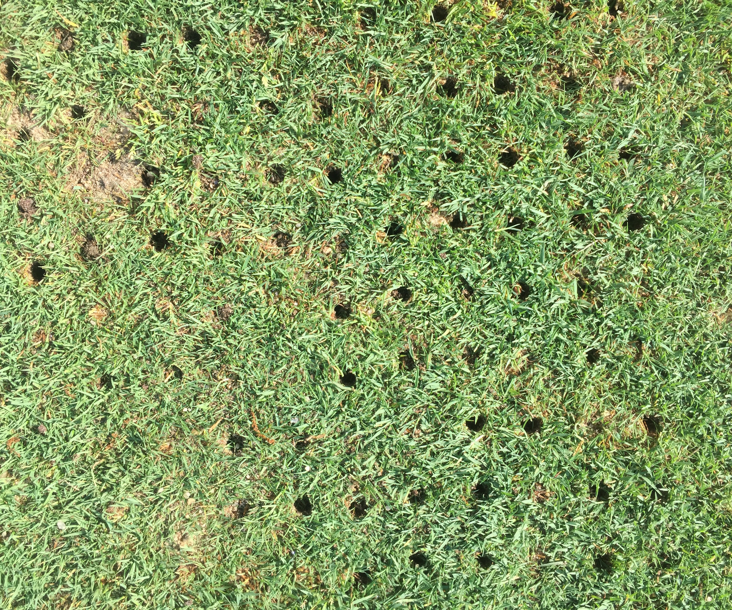 A lawn with holes from aerating