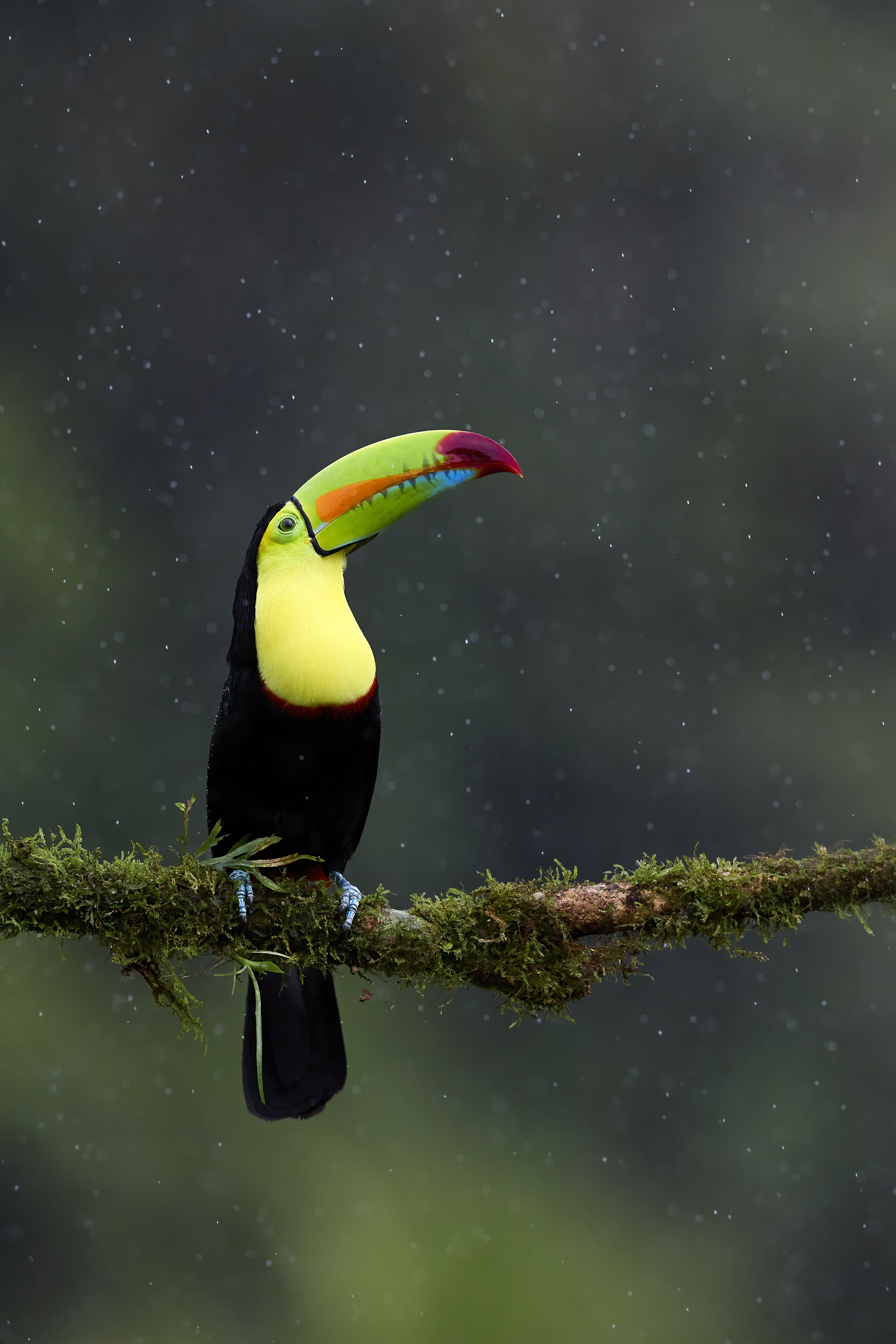 A Keen Billed Toucan perched on a branch against a blurred background