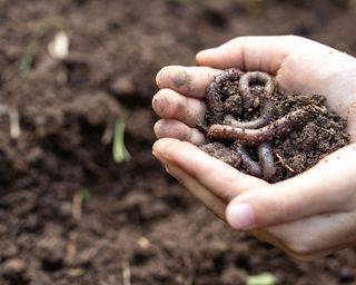 person holding a handful of fresh soil and earthworms