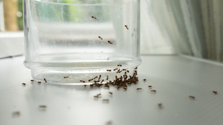Ants crawling by the bottom of a glass on a white surface