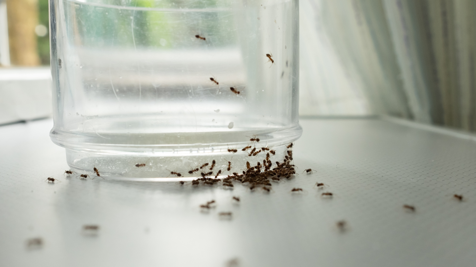 Ants crawling by the bottom of a glass on a white surface