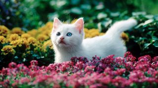 White kitten standing in garden full of colourful flowers