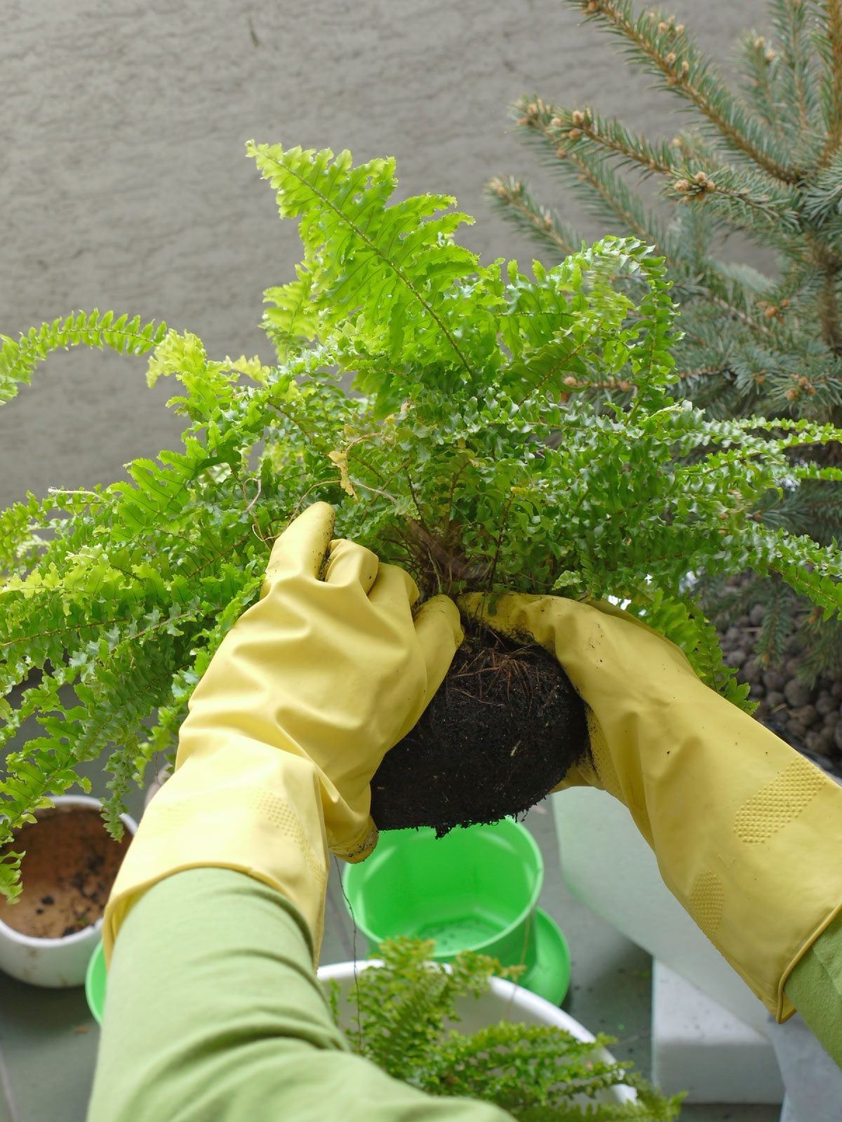 Gardener Dividing Boston Fern Plant