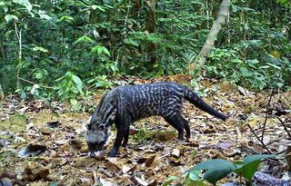 Nocturnal African civets (Civettictis civetta) are found all throughout sub-Saharan Africa.