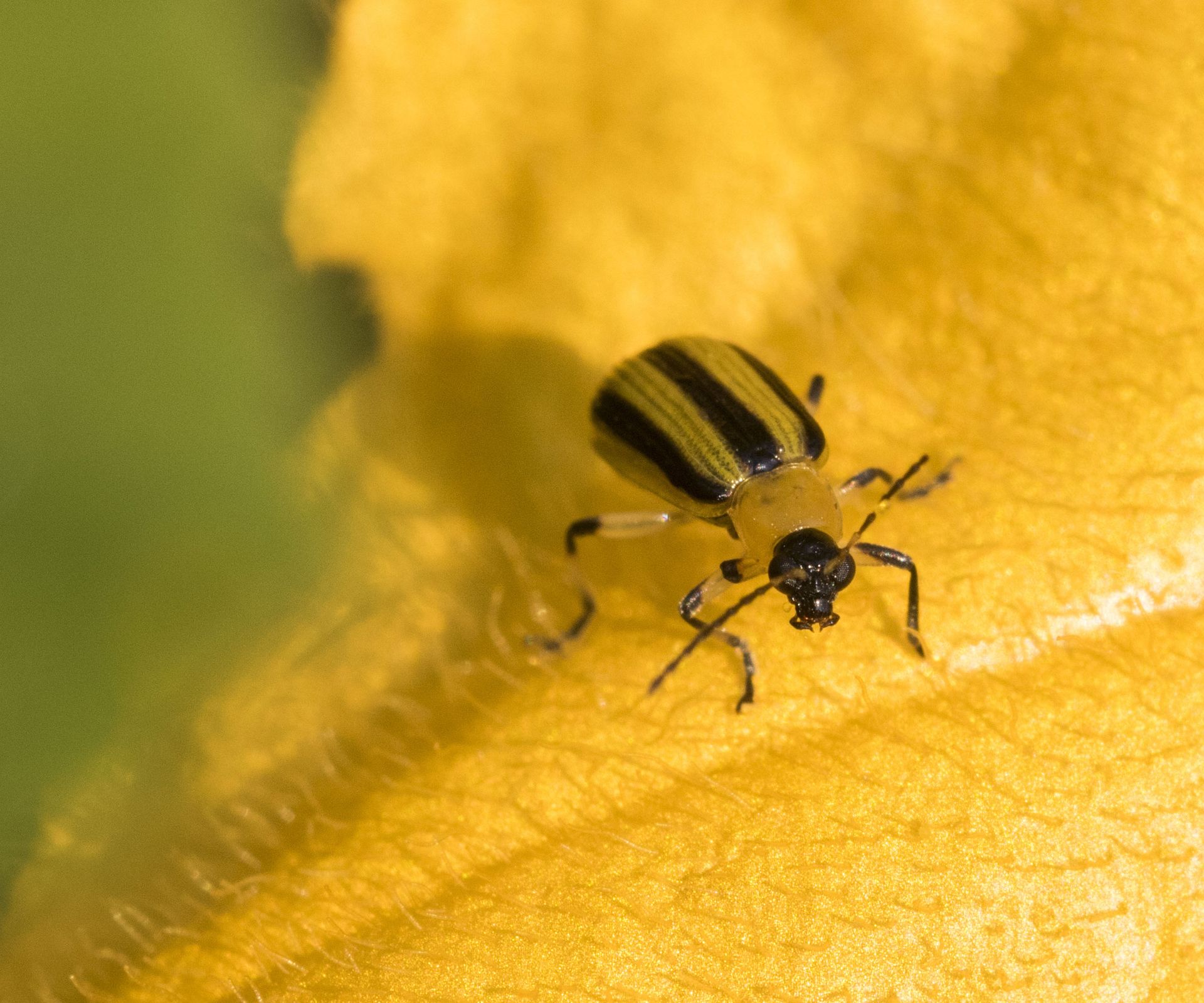 How to get rid of cucumber beetles: expert tips to stop them