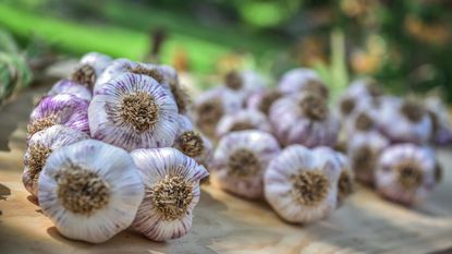 A selection of braided garlic bulbs