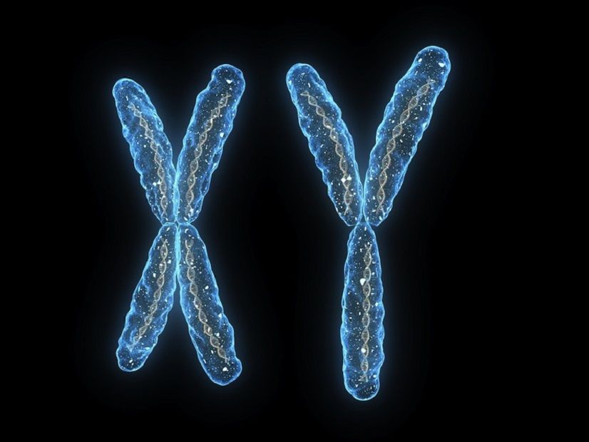 Chromosomes: Definition & Structure | Live Science