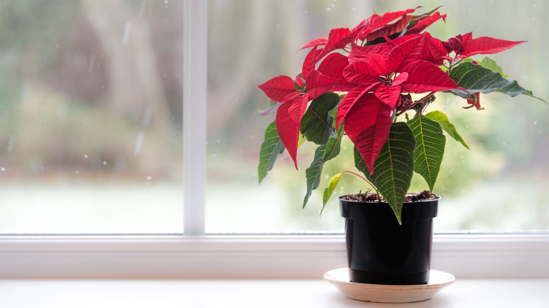 picture of red poinsettia on windowsill