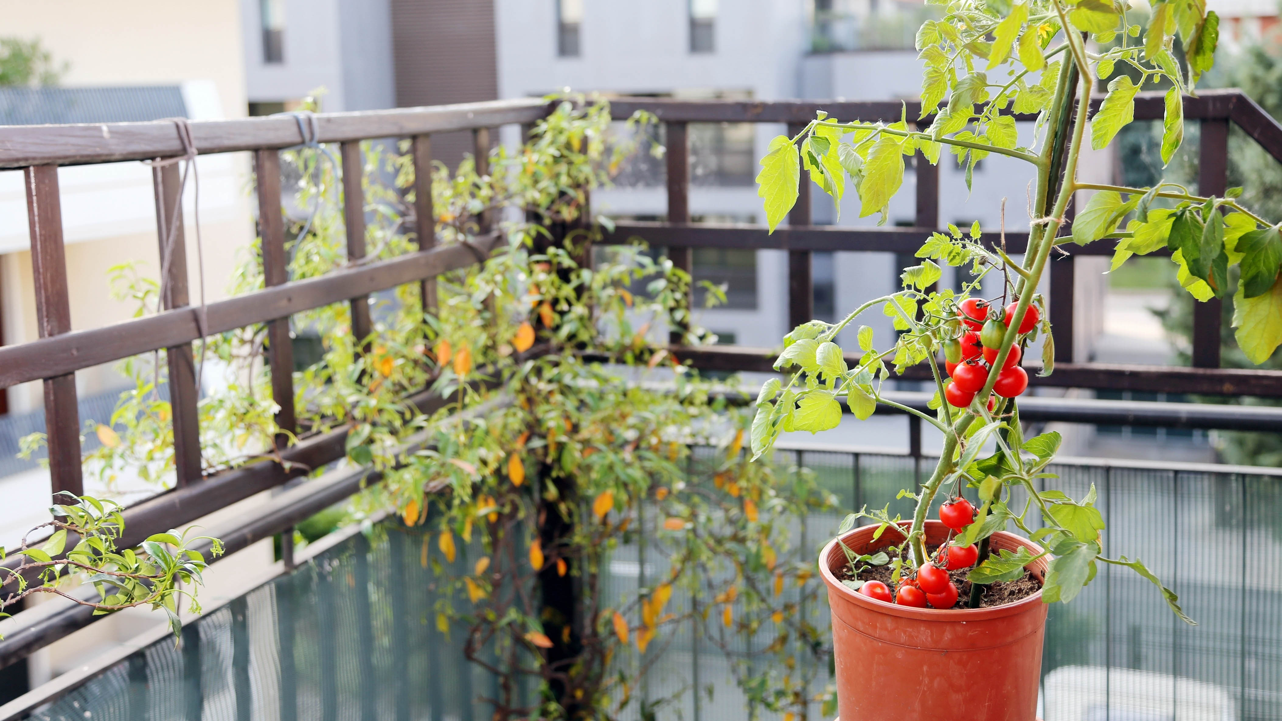tomato plants on the balcony