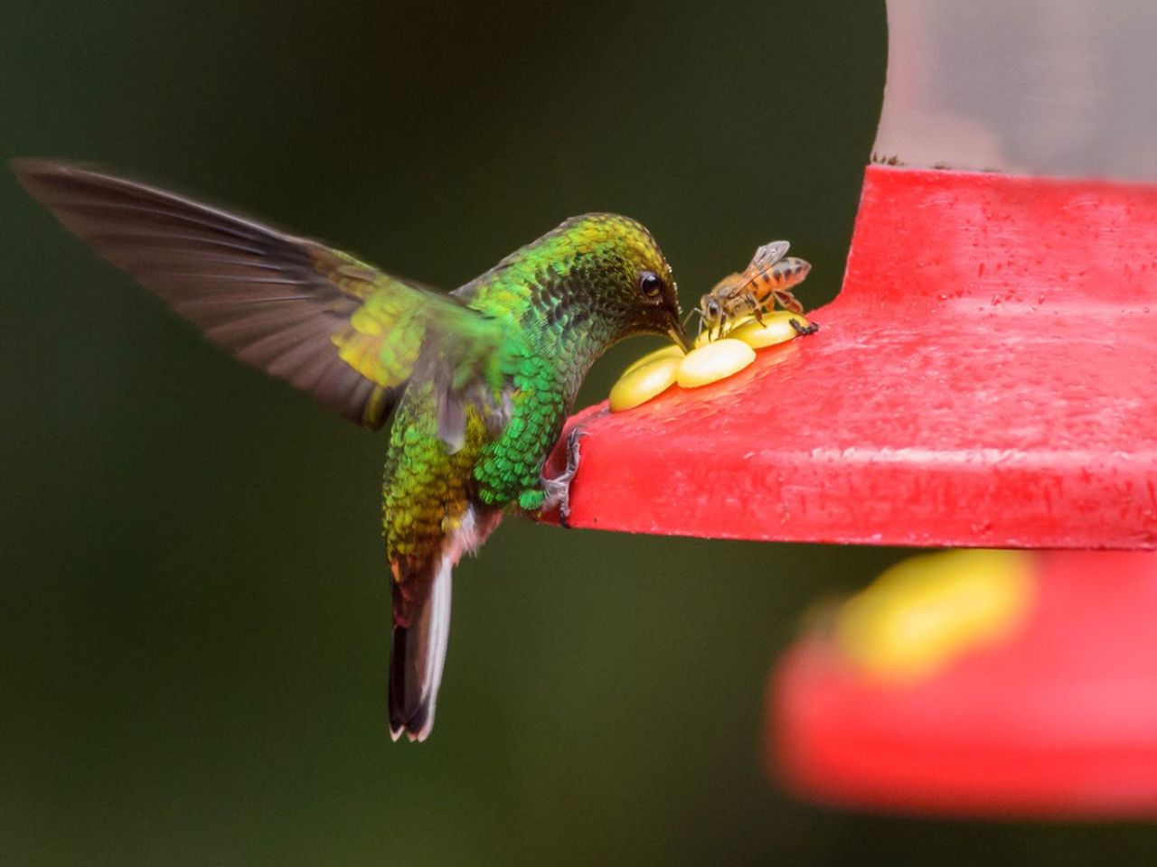 Hummingbird And Wasp Eating From A Hummingbird Feeder