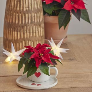 Mini poinsettia plant in white teacup with red heart