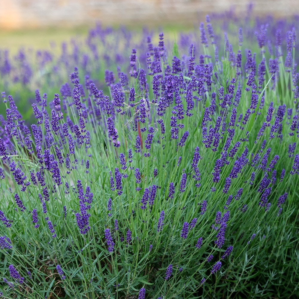 Lavandula Angustifolia 'hidcote'