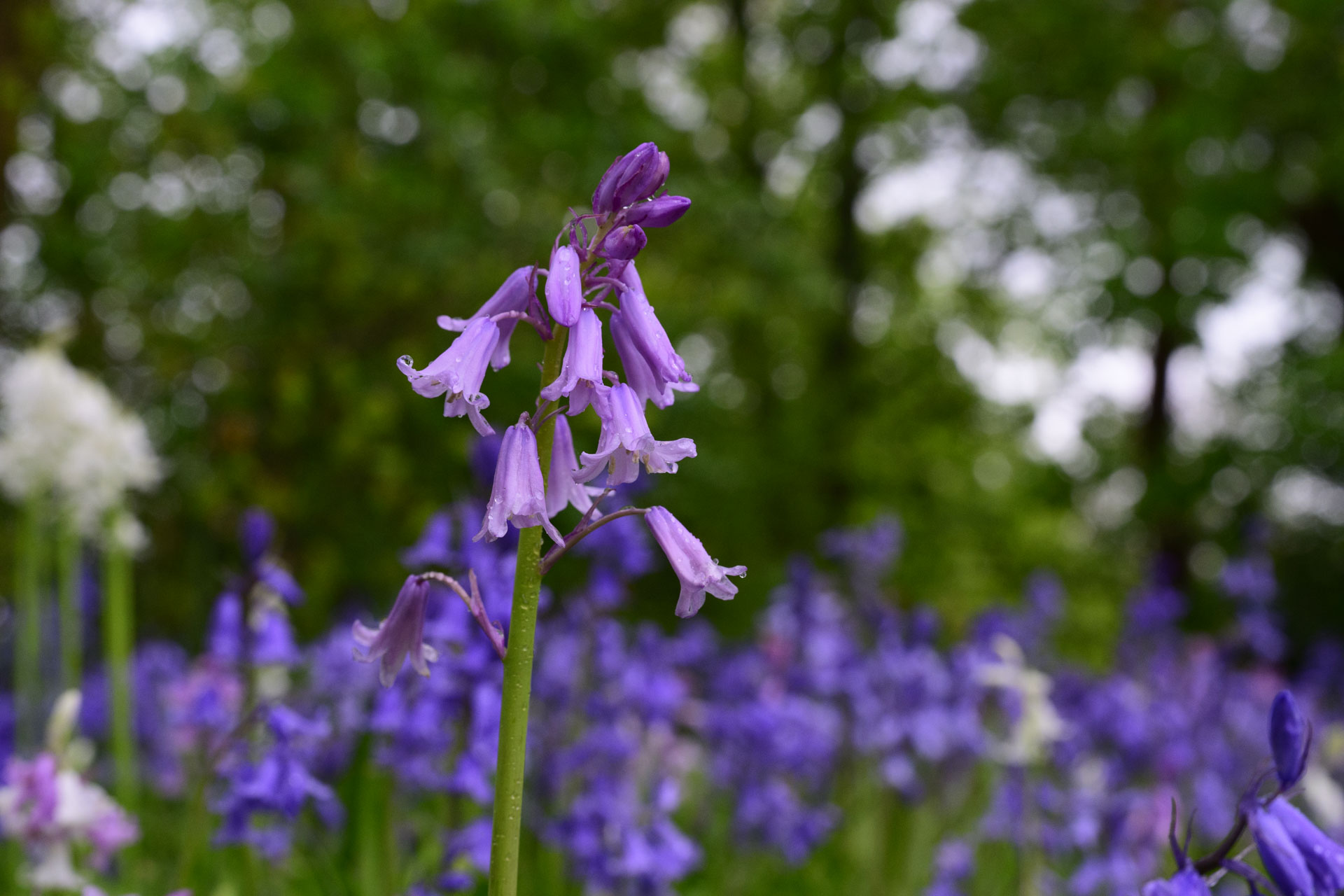 Nikon Z 70-200mm f/2.8 VR S II image gallery: closeup of bluebells in front of dappled light