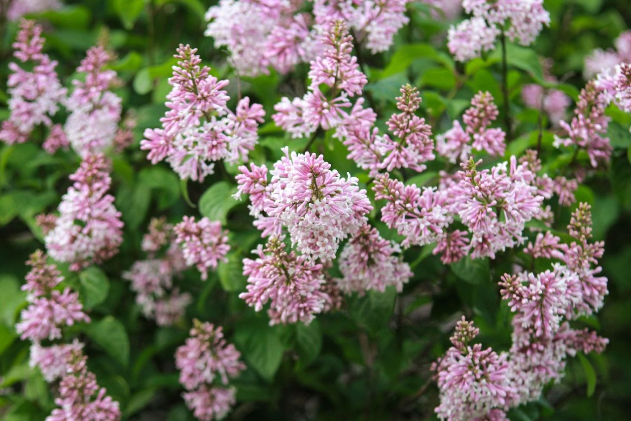 Lilac Bush