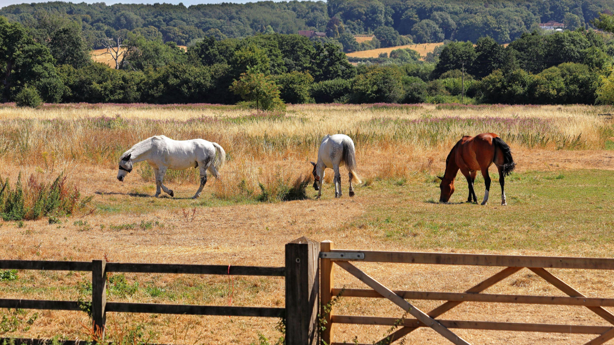 A bay and two gray horses graze a scorched field