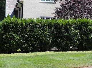 a row of skip laurel bushes outside a property