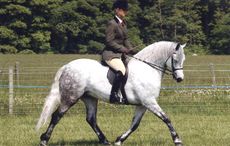 Sydserf-Lord-Of-The-Dance-1.jpg