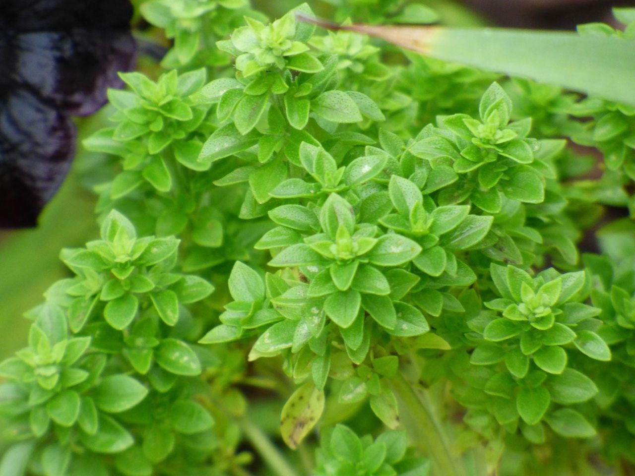 boxwood basil