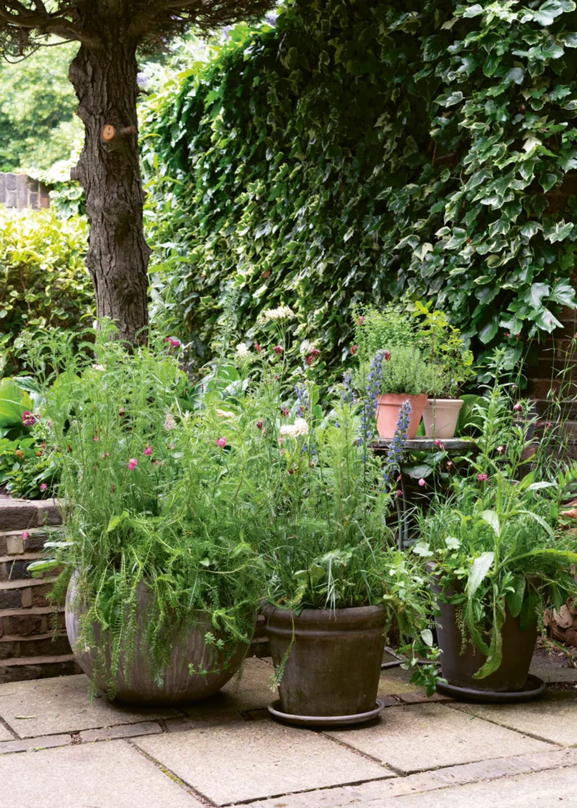 A container garden with feathered foliage and flowers