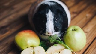 Can guinea pigs eat grapes