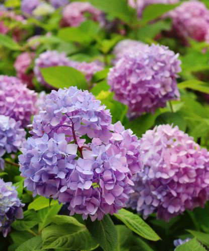 Why is my hydrangea not blooming? 5 problems and solutions | Gardeningetc