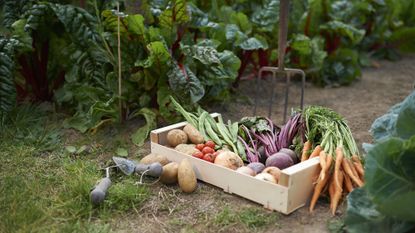 When to plant vegetables – a vegetable harvest