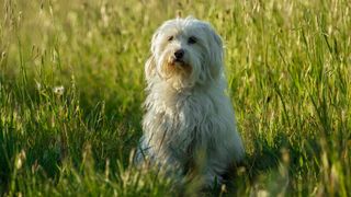 Hypoallergenic dog breeds - a Coton de Tulear standing in a field