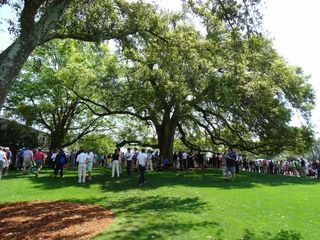 Business under Augusta's famous oak tree was bustling