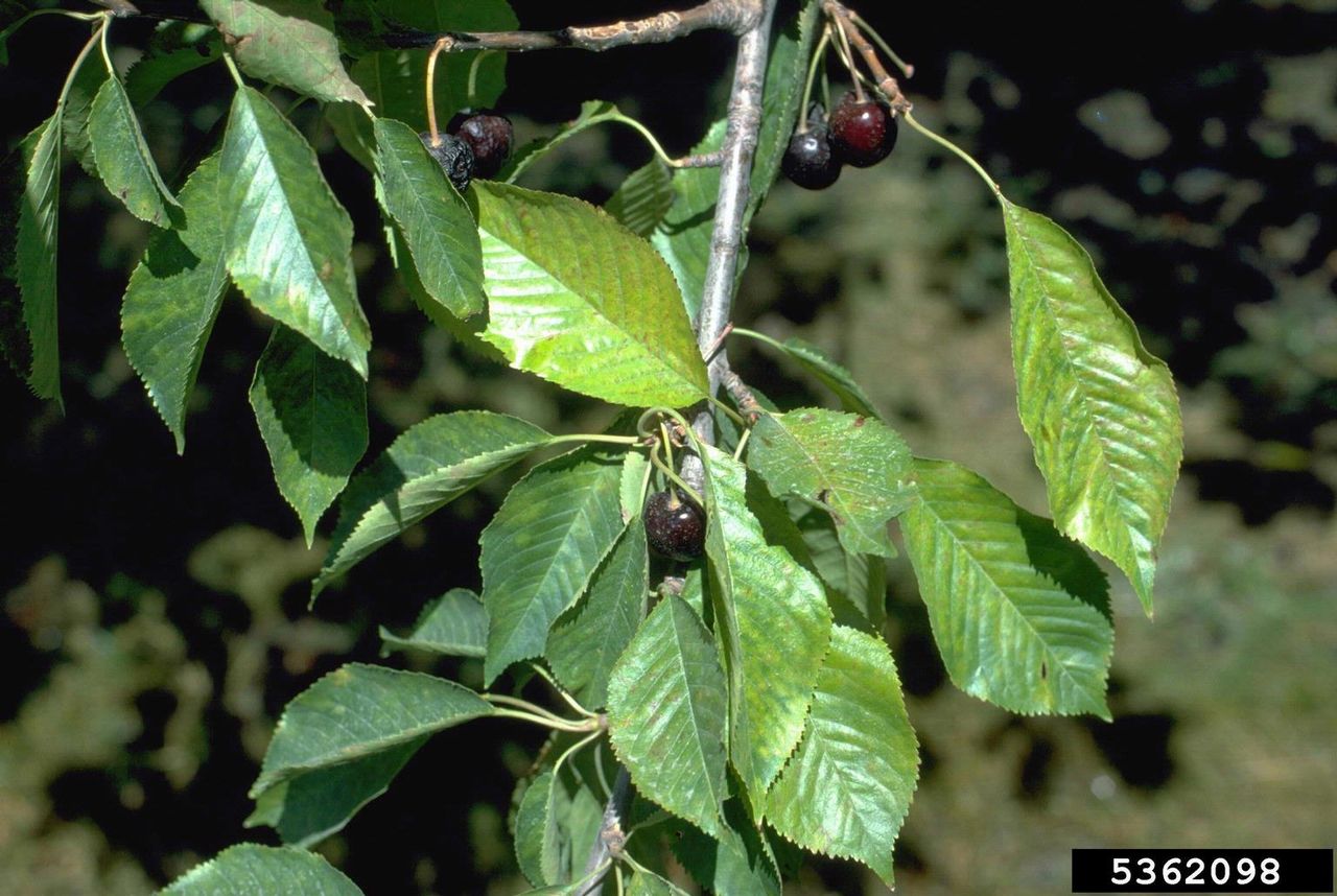 Cherries With Rusty Mottle Disease