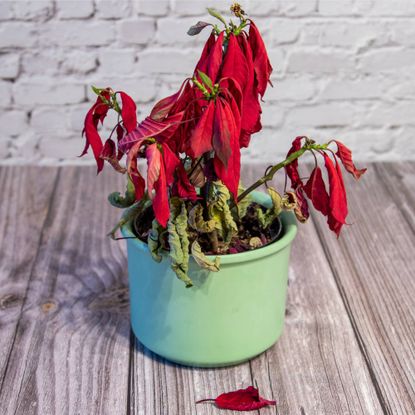 Dead poinsettia plant