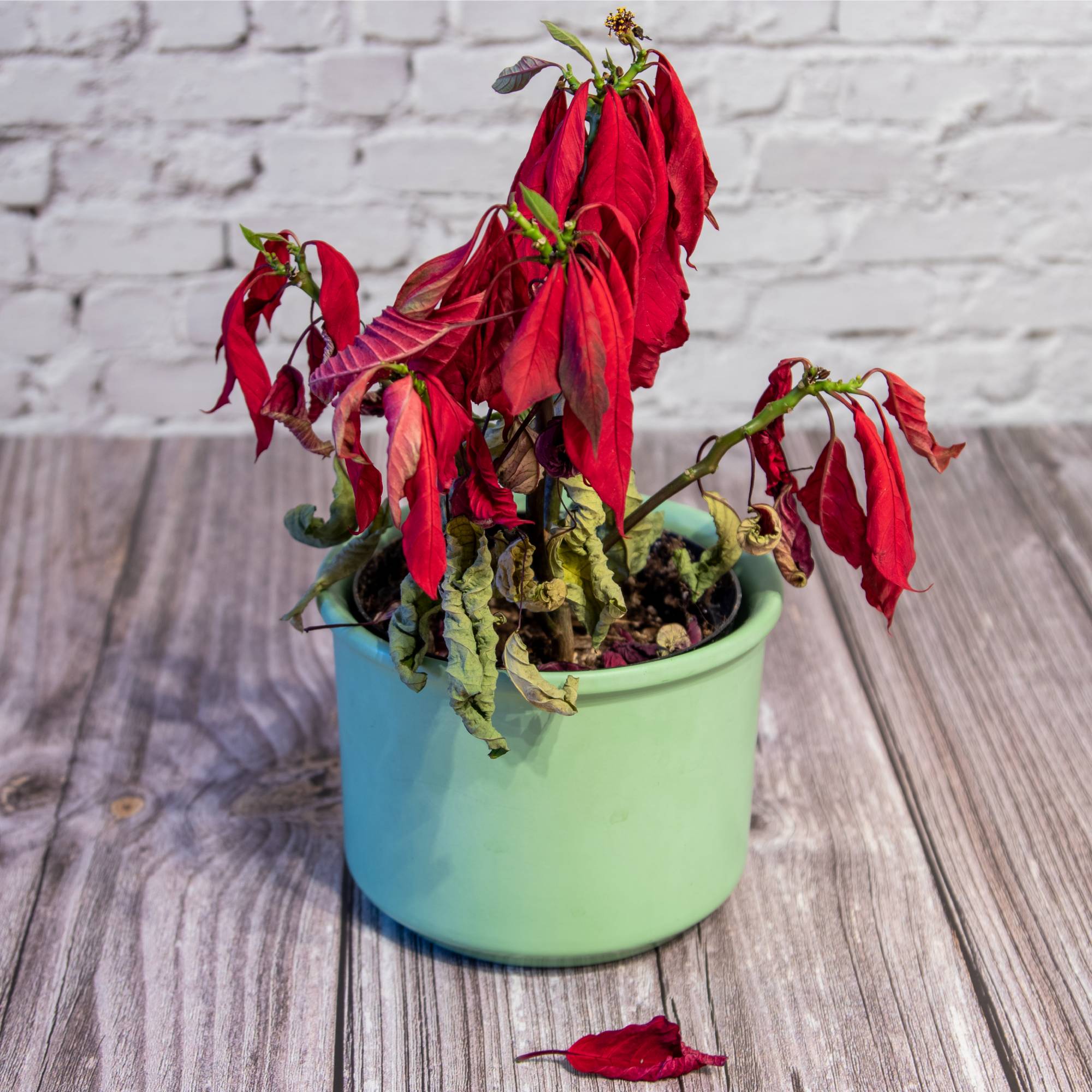 Dead poinsettia plant